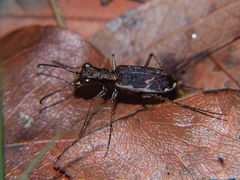 Bennigsenium discoscriptum