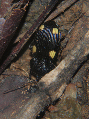 Craspedophorus