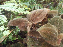 Miconia reflexa