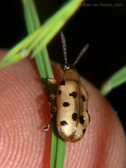 Crioceris nigropunctata