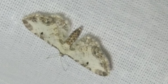 Eupithecia succenturiata