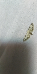 Eupithecia succenturiata