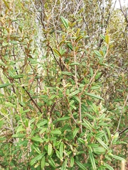 Pomaderris rugosa