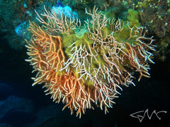 Melithaea