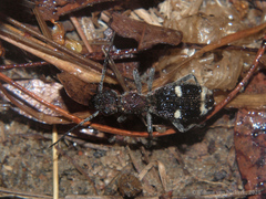 Eccoptoptera cupricollis