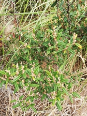Pomaderris rugosa