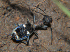 Eccoptoptera cupricollis