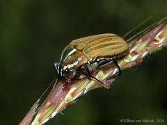 Gnathocera