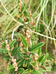 Pomaderris rugosa