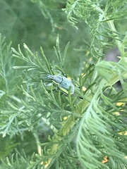 Chlorophanus viridis