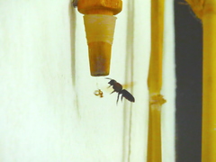 Megachile fulvipennis