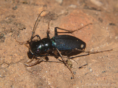 Megacephala asperata