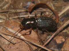 Megacephala regalis