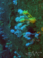 Pyura spinifera