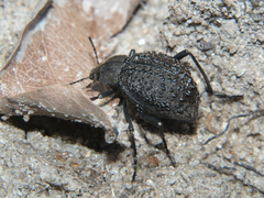 Micrantereus