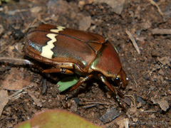 Pedinorrhina plana