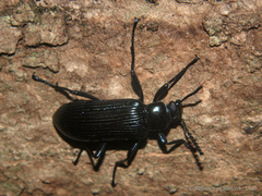 Stenochiini