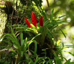 Tillandsia multicaulis