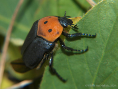 Pseudoclinteria infuscata