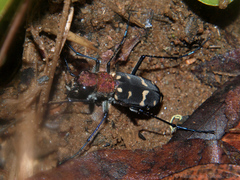 Cicindela flavosignata