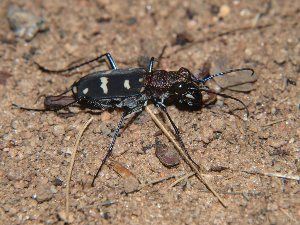 Cicindela flavosignata