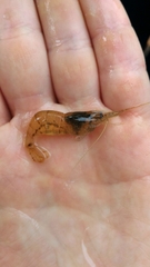 Palaemon antennarius