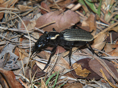 Anthia burchelli petersi