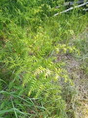 Pteridium pinetorum