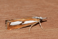 Catoptria permutatellus