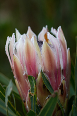 Protea longifolia × repens