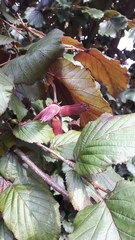 Corylus maxima