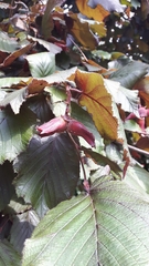 Corylus maxima