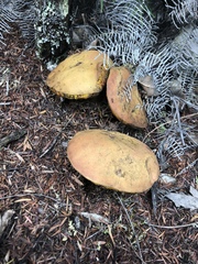 Boletus leptospermi