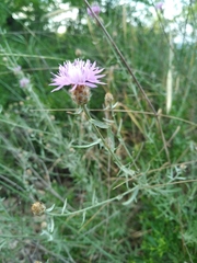 Centaurea steveniana