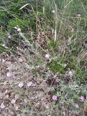 Centaurea steveniana