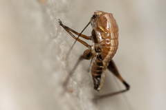 Pholidoptera griseoaptera