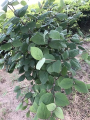 Styrax japonicus