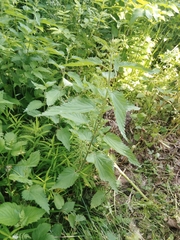 Urtica dioica