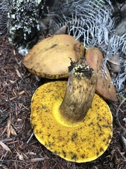 Boletus leptospermi
