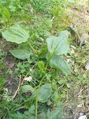 Plantago major