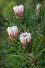 Protea longifolia × repens