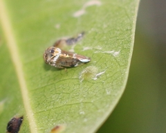 Idioscopus nitidulus
