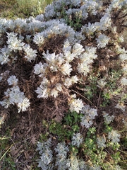 Astragalus arnacantha