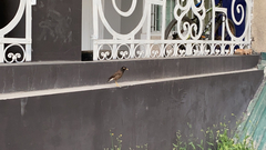 Acridotheres tristis