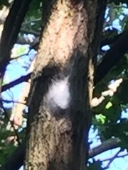 Thaumetopoea processionea