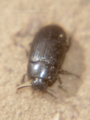 Alphitobius diaperinus