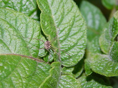 Phalangium opilio