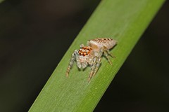 Opisthoncus parcedentatus