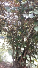 Corylus maxima