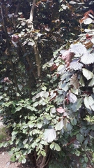 Corylus maxima